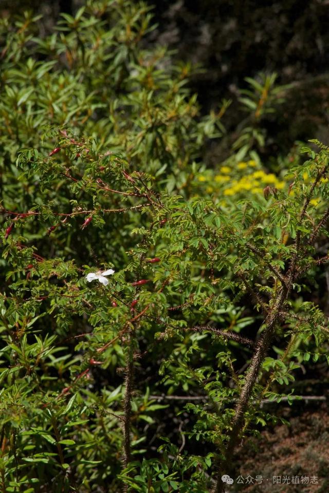 长白蔷薇,小猴脸一个,古灵精怪的