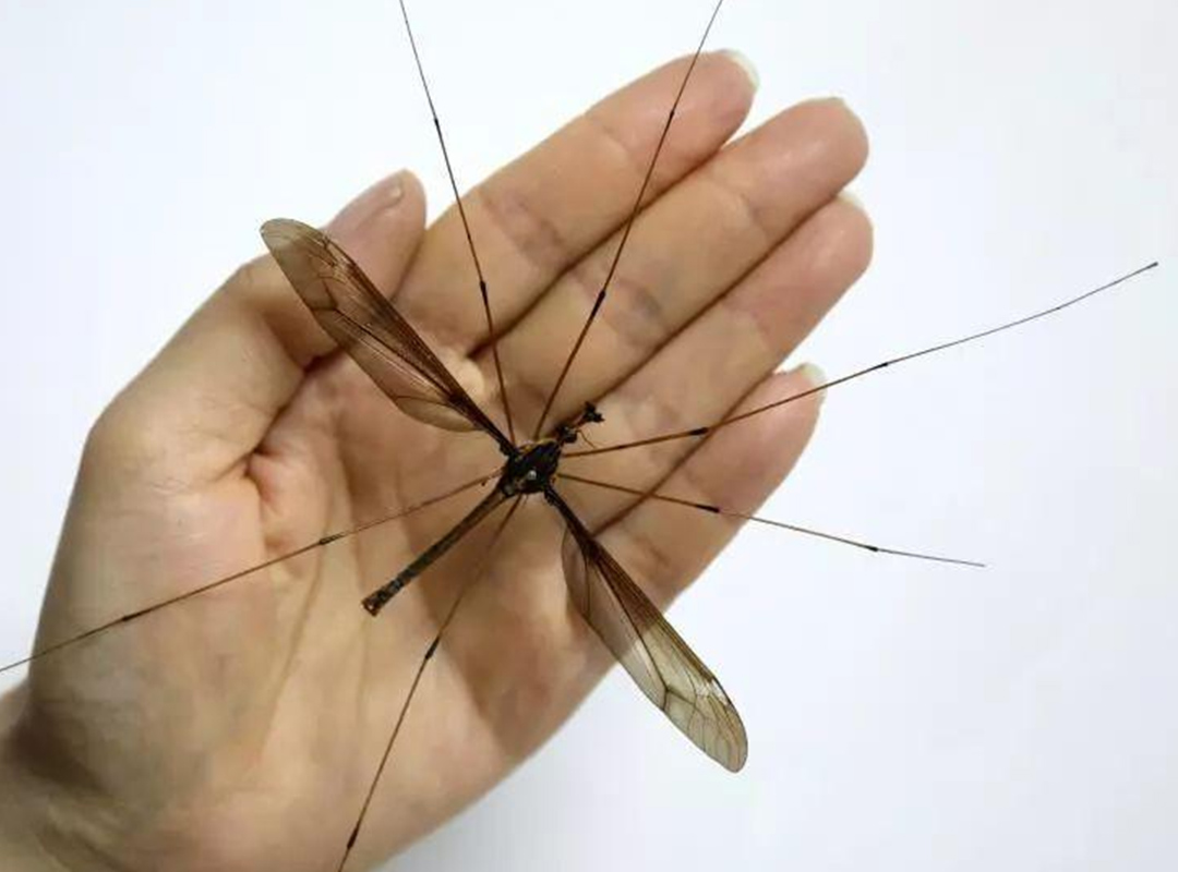 我国发现最大蚊子,伸直腿有巴掌大,网友疑惑:叮一口不得贫血?