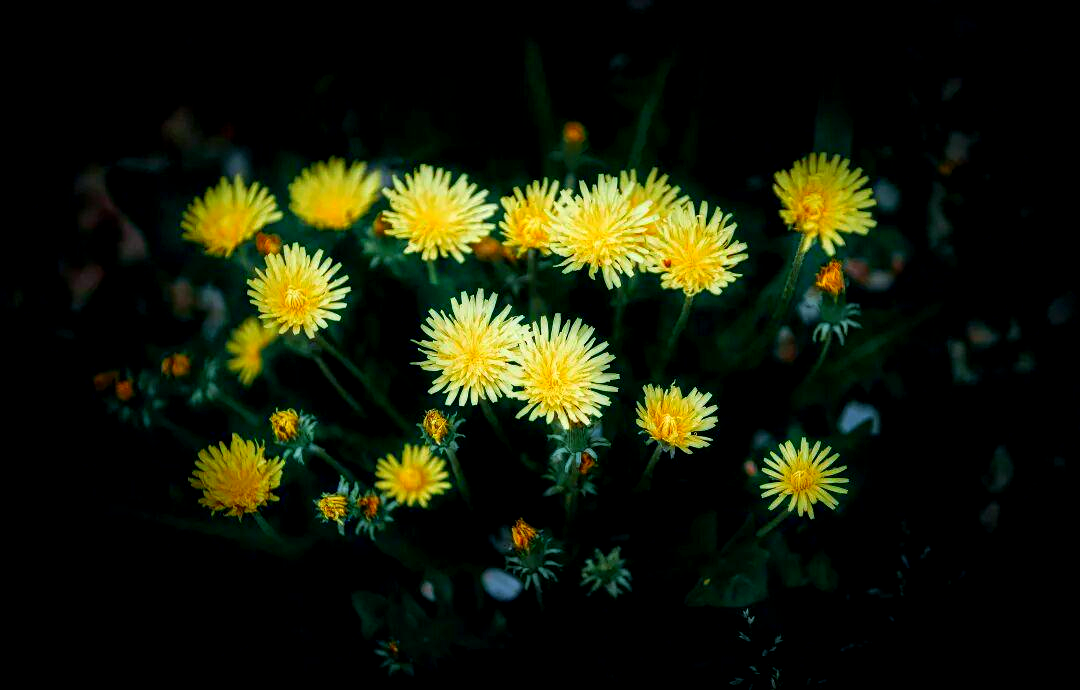 小雏菊手捧花束:中老年人拍照姿势全指南