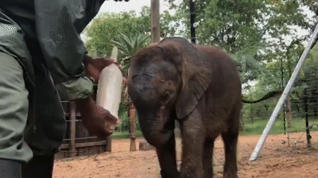 云南小象宝宝为什么如此淘气?因为它是个"坏小子",并不是萌!