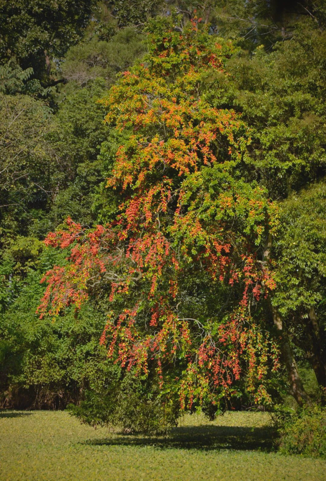 人们常常将其称为"万子千红树",这个名