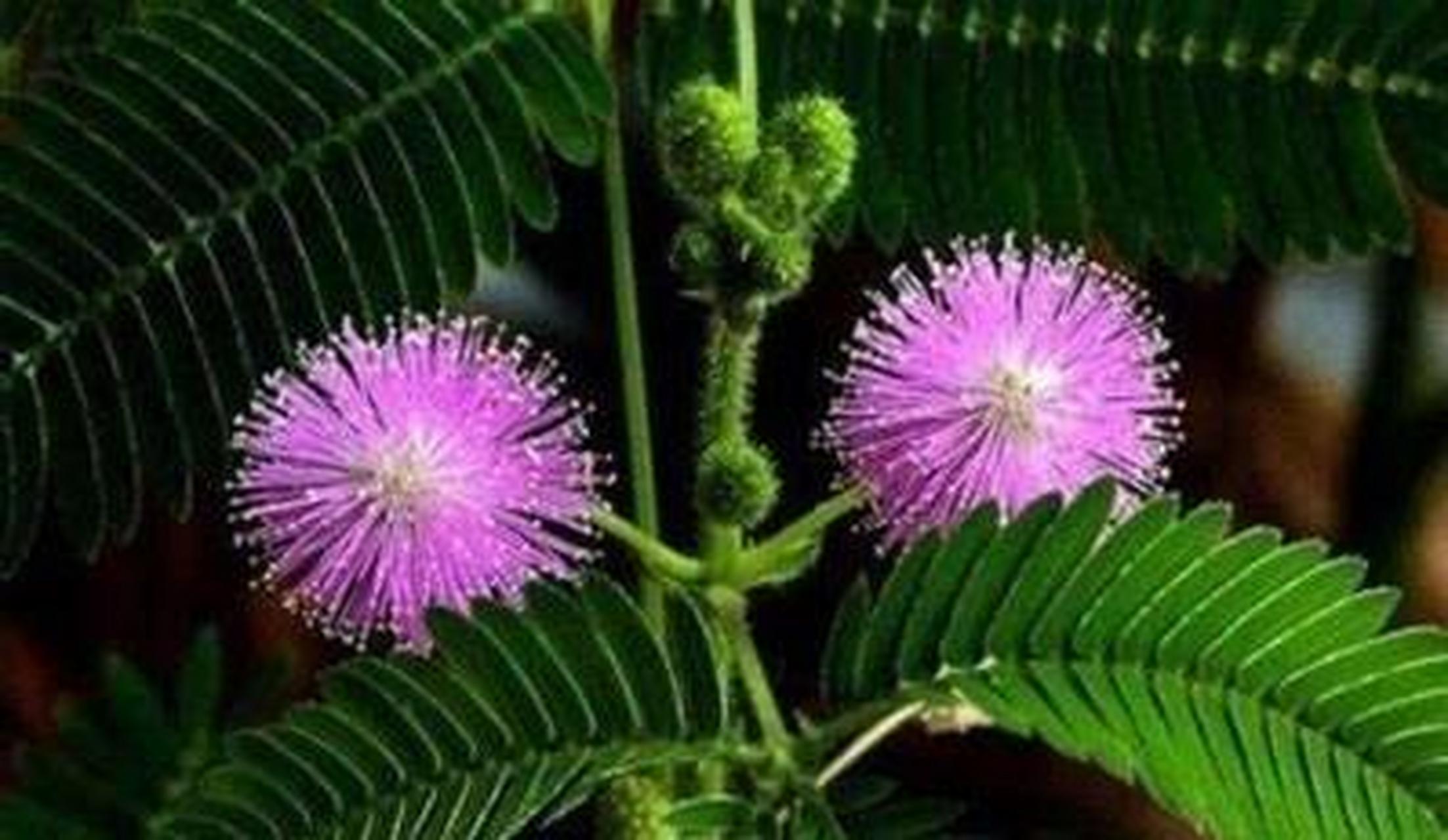 含羞草是一种有趣的植物,其独特的害羞行为为吸取了人们的注意.