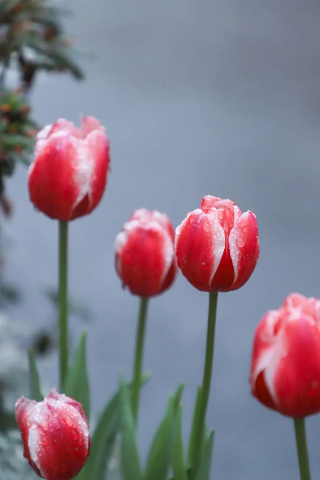 跟着上海最早盛开的郁金香,来一场市中心的citywalk!