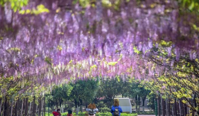 日本紫藤搬到成都芳華微馬公園,紫藤隧道痴情蔓延,讓人陶醉其中