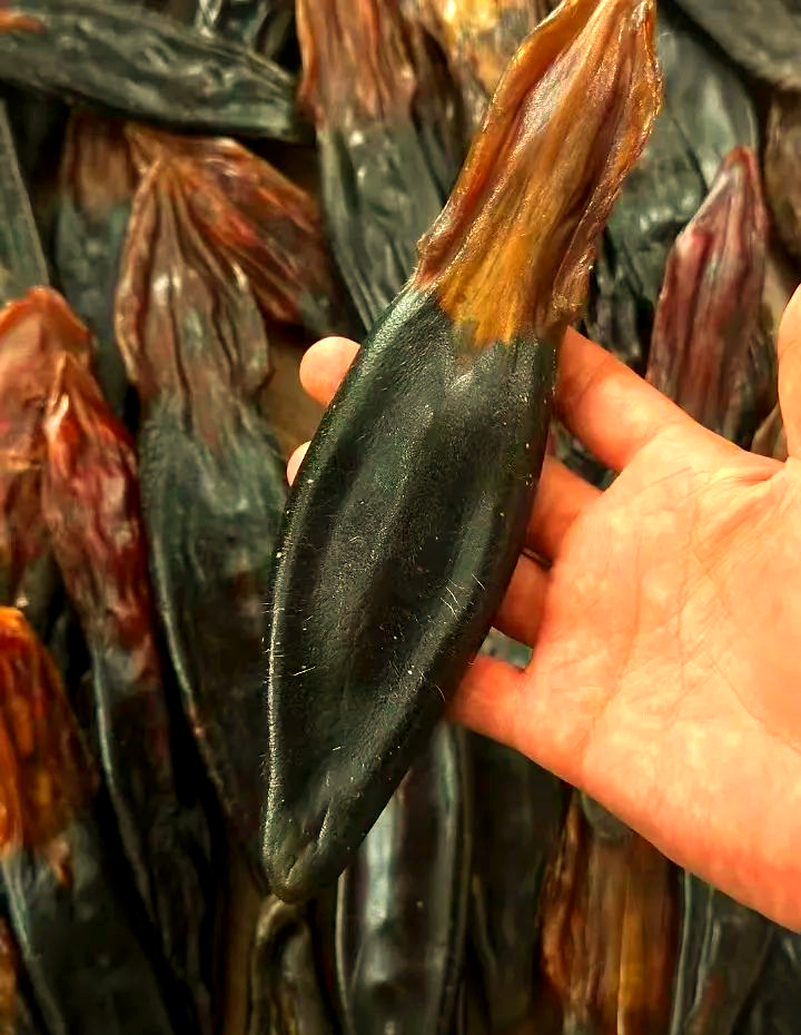 梅花鹿鹿尾巴:全面健康守护者