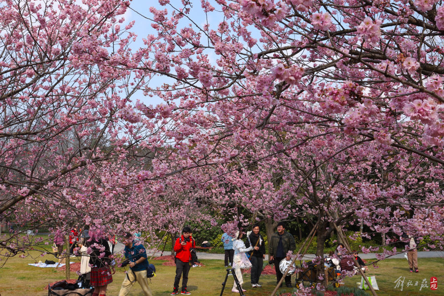 顾村公园里,有人提前为上海樱花节预热