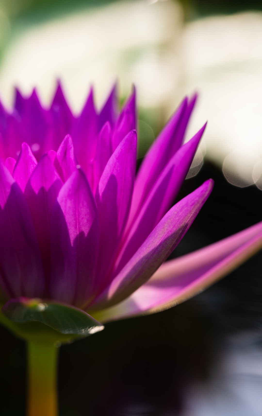 辰山睡莲唯美壁纸已上线,快收藏!