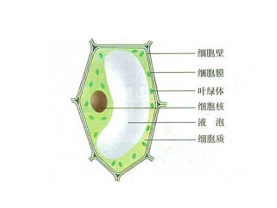 植物细胞照片图片