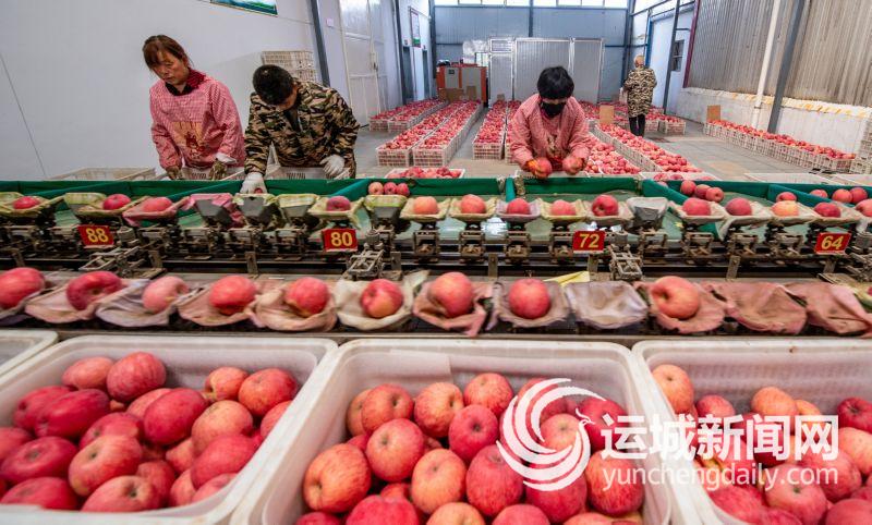 万荣苹果喜获丰收