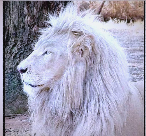 这种独特的狮子在上世纪首次在南非被发现,而如今全球范围内的白狮