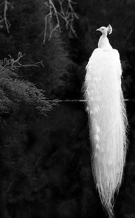 一组白化动物图片,漂亮的同时也不漂亮,你说对吗