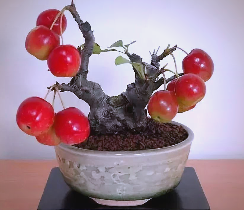 苹果盆景:寓意平安与丰收的家居之选