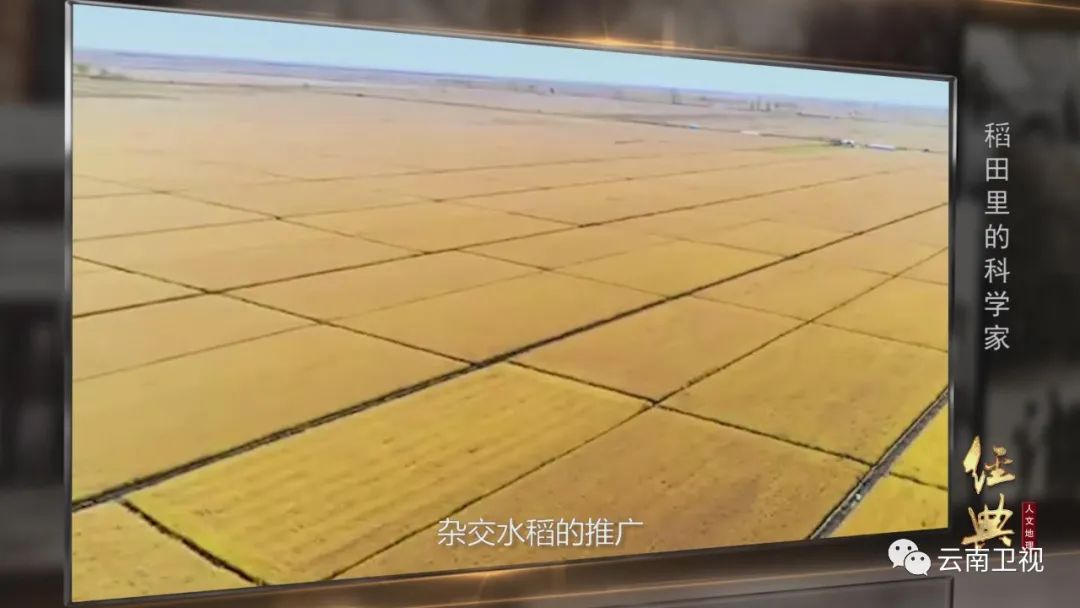 稻田里的科学家 云南卫视《经典人文地理》今晚21:40播出