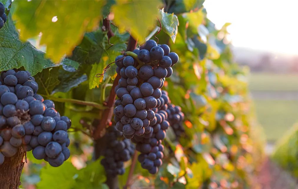 福安葡萄 飘香南国