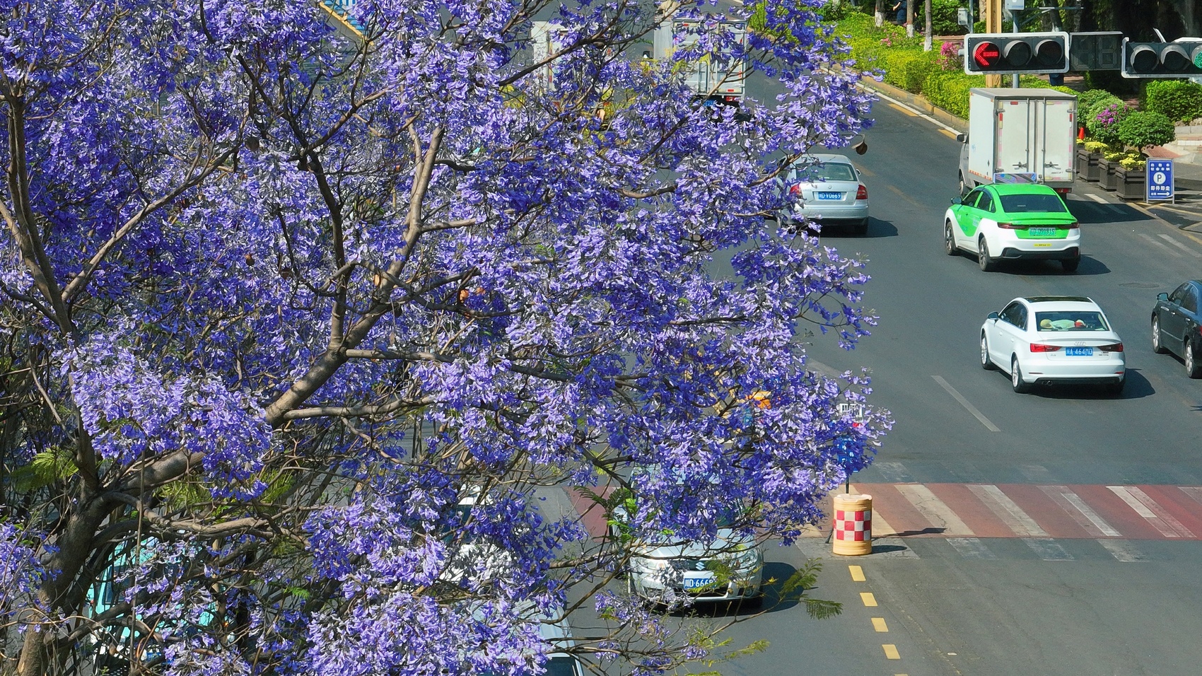 c视频|攀枝花的蓝花楹都开了,你还不来?