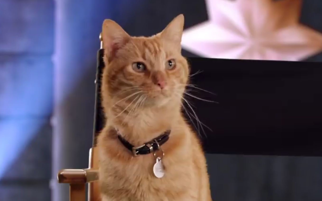 盘点影视剧中那些深入人心的猫