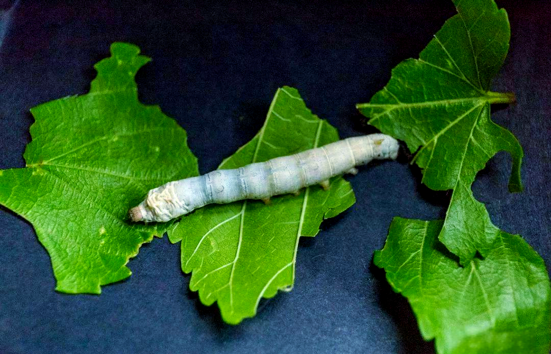 蚕为什么会吐丝