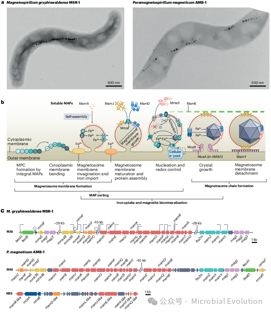 nature reviews microbiology
