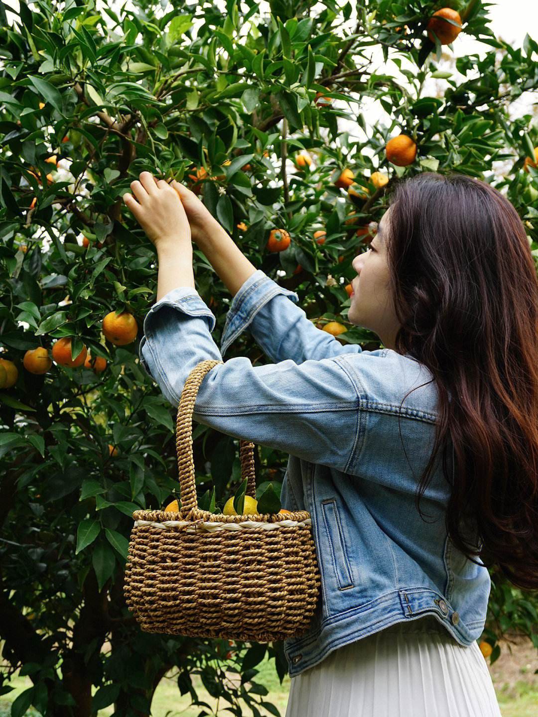 上海乐活营地长兴岛秋季桔子采摘开始了