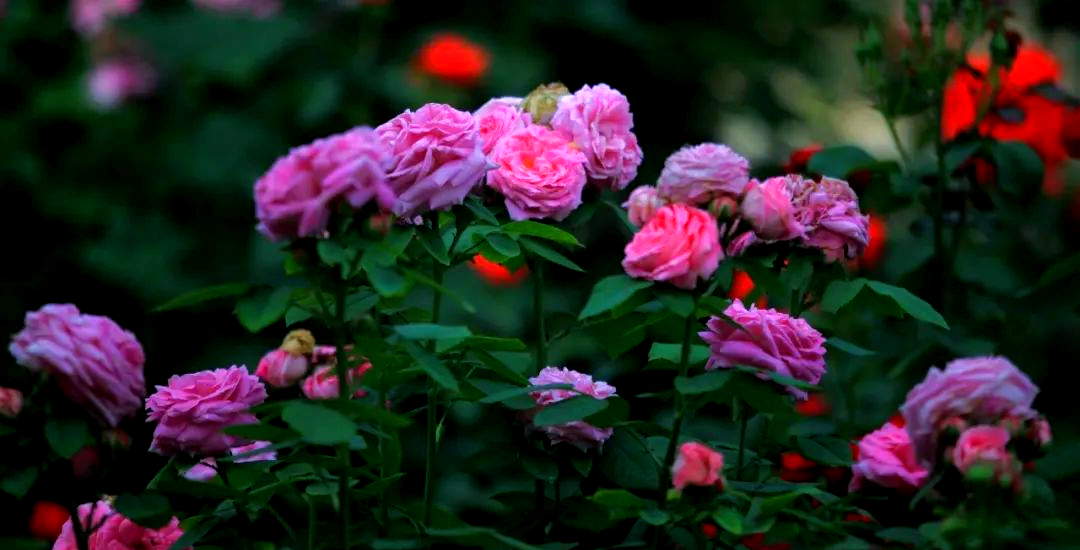 月季花抗寒