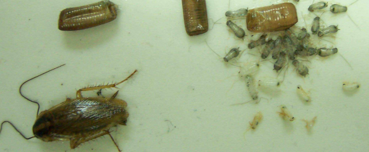 蟑螂幼虫图片 最小图片