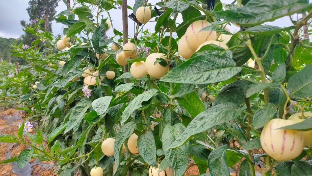 眼下正是石林人参果盛产的季节,但是否能实现果农们年初预期的丰收