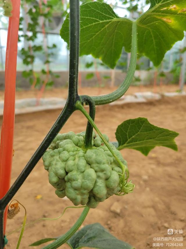 西北首家墨西哥彩色葫芦园开园啦