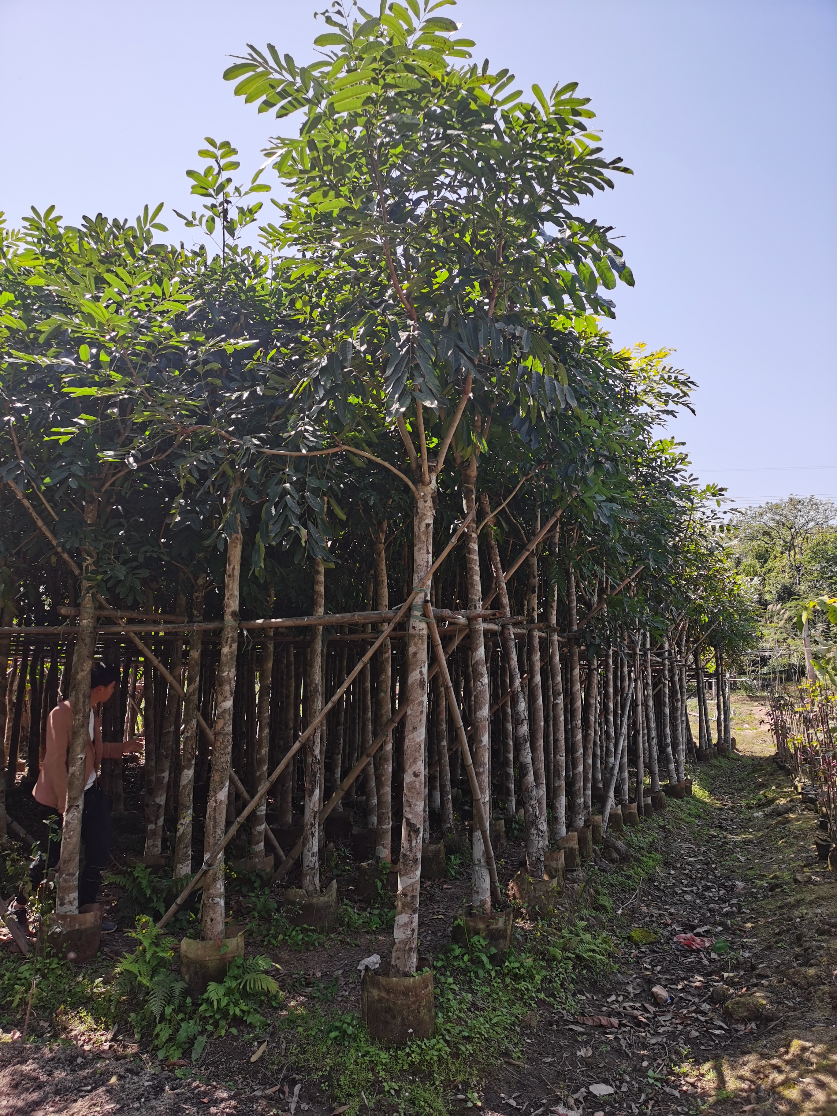 镇明园林——品质保证,基地直发,绿化苗木品种齐全!