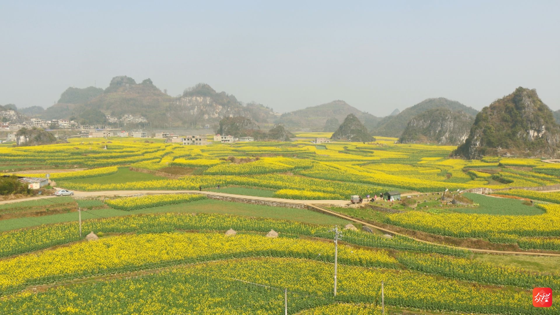 貴州六枝:萬畝油菜花遍地金黃 扮靚鄉野風光