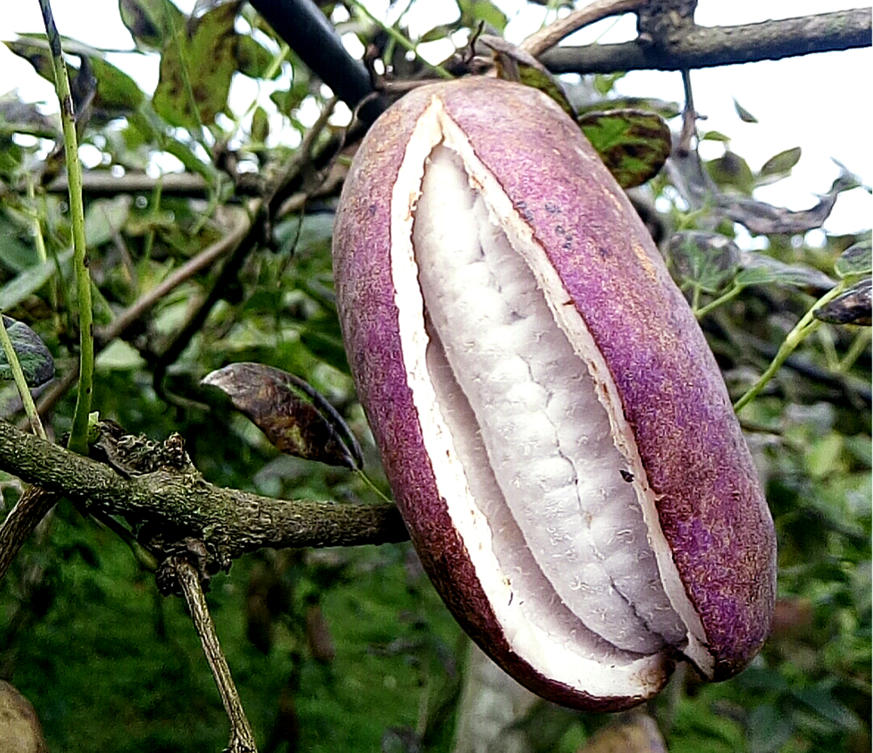 织金县三甲街道:生态八月瓜"炸"出致富路