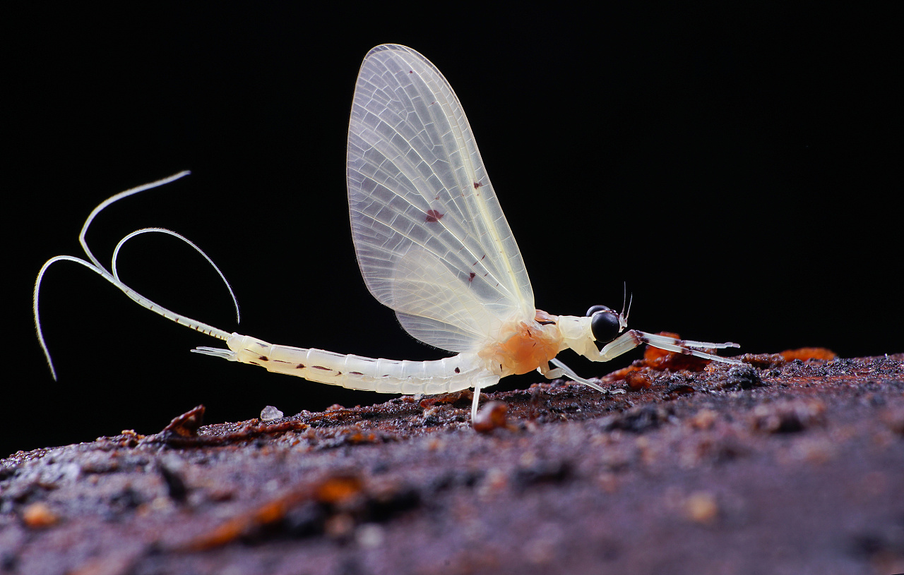 最早诞生于石炭纪,长大就只活一天,"朝生暮死"说的就是它