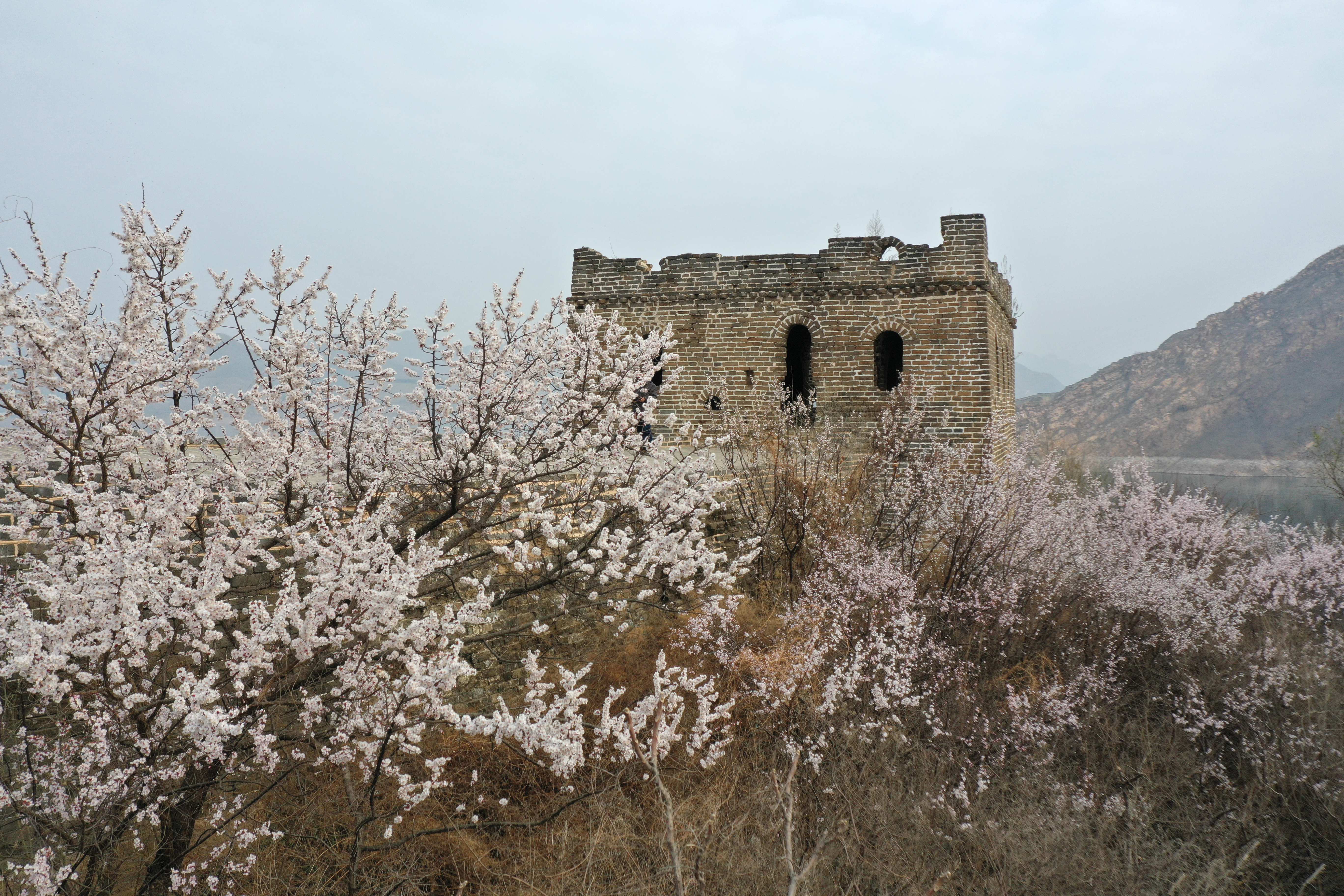 (环境)喜峰口长城山花开