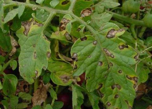 公本课堂——西红柿炭疽病