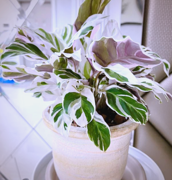 令人惊艳的高颜值植物