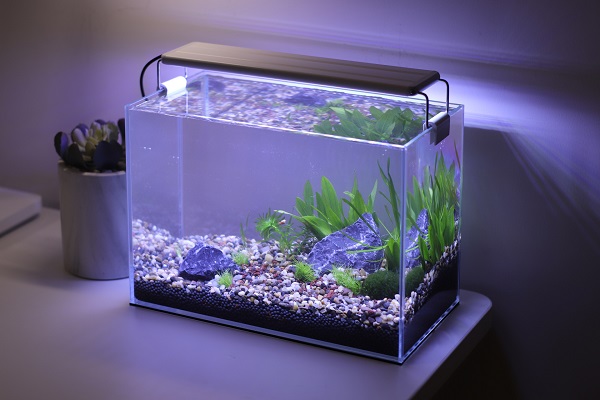 鱼缸灯光白天开还是晚上开?