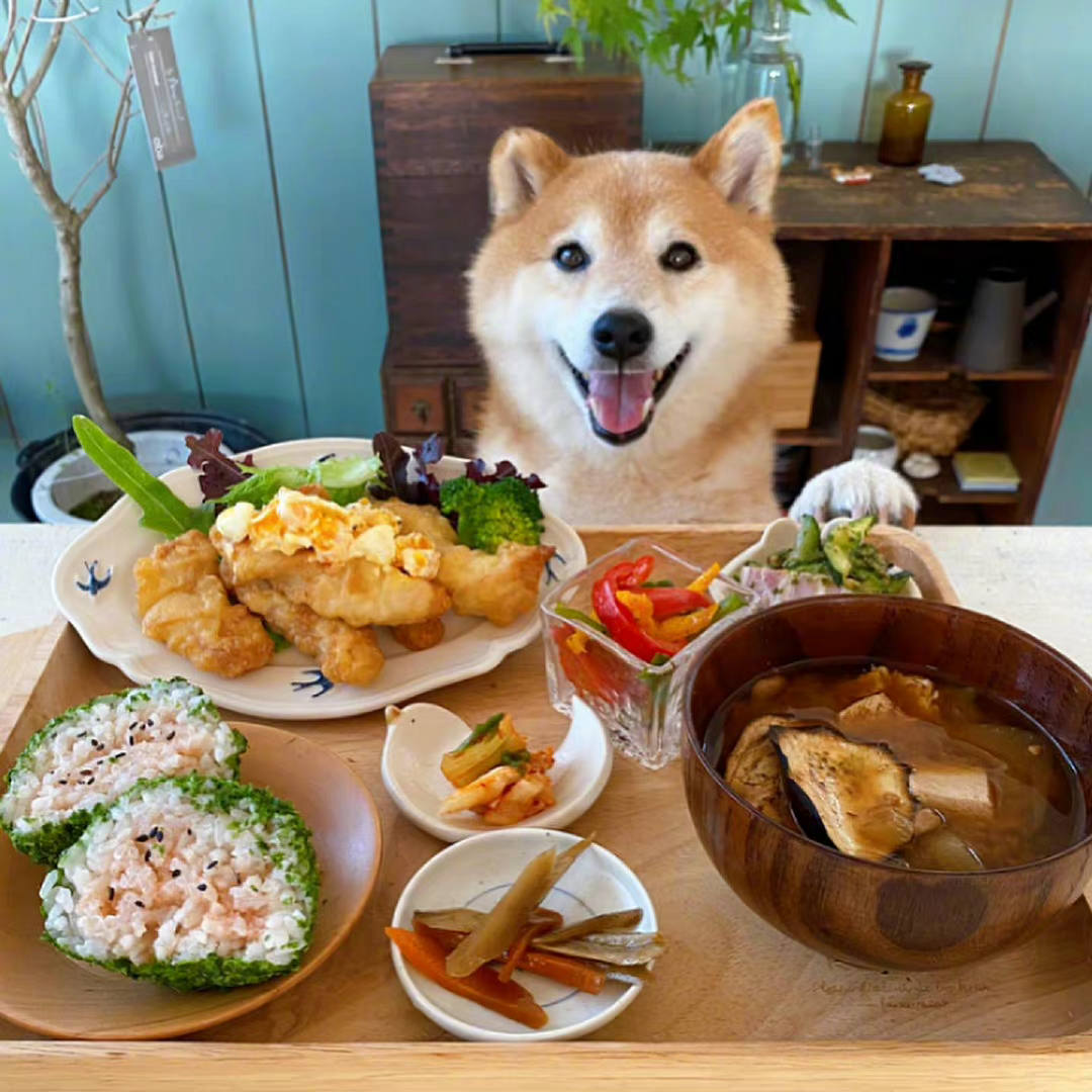 一只柴犬的丰富大餐也可以那么精致,这样的狗狗很令人羡慕!
