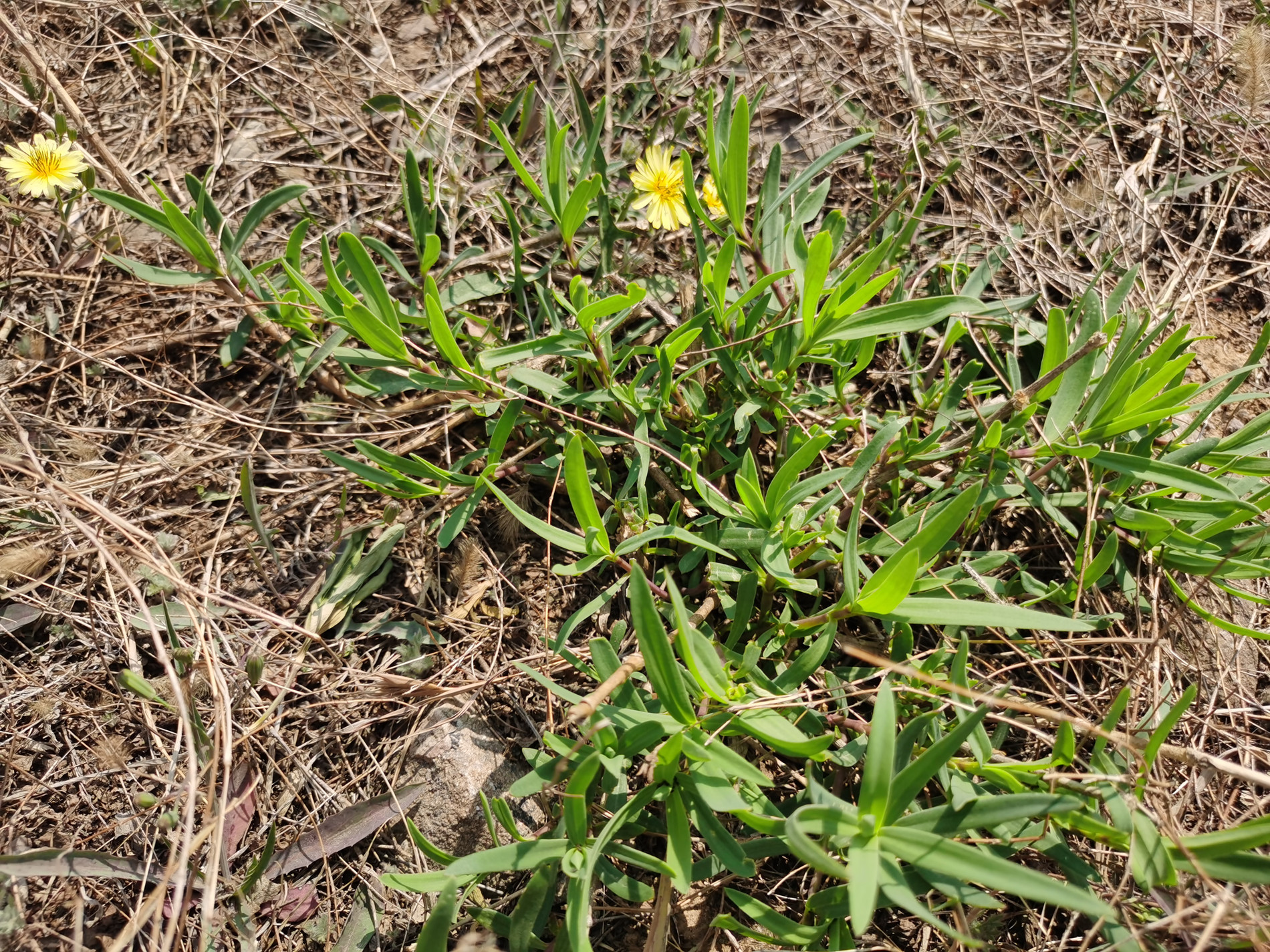 组图:在海阳乡村拍到一大片"山苜楂",学名"长蕊石头花"