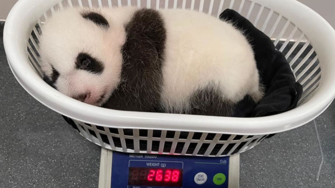 新加坡一出生不久的熊猫宝宝体重目前达2.638公斤