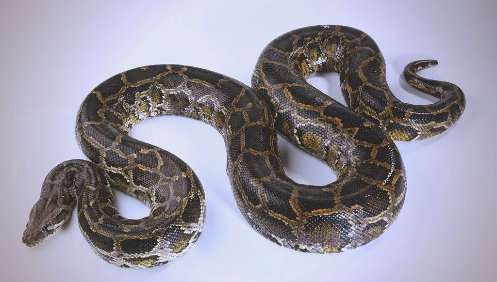 缅甸蟒:世界上巨型的蛇类之一