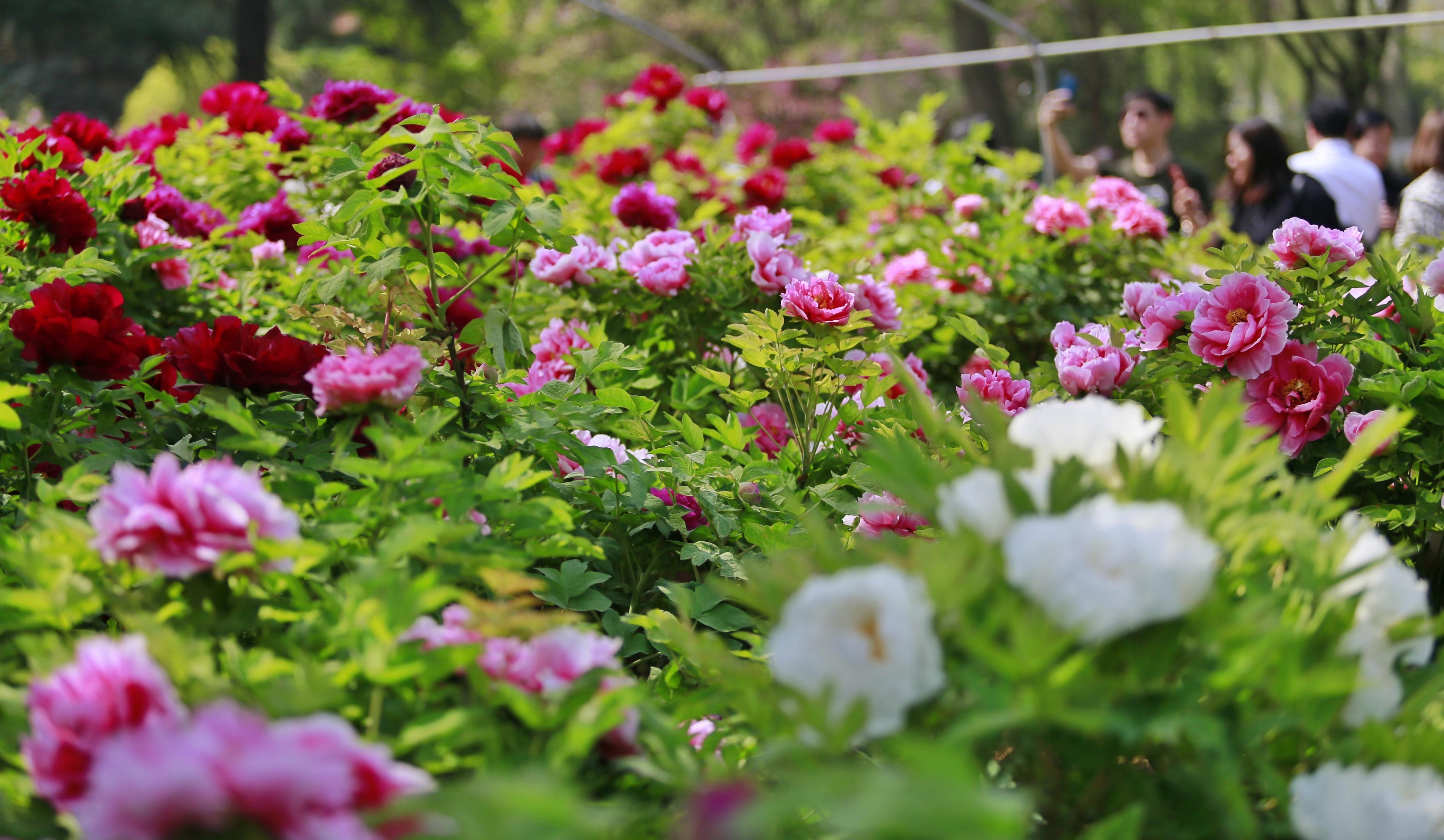 人工调控花期牡丹连片开放!2023年赏花游园活动将于4月1日正式开始