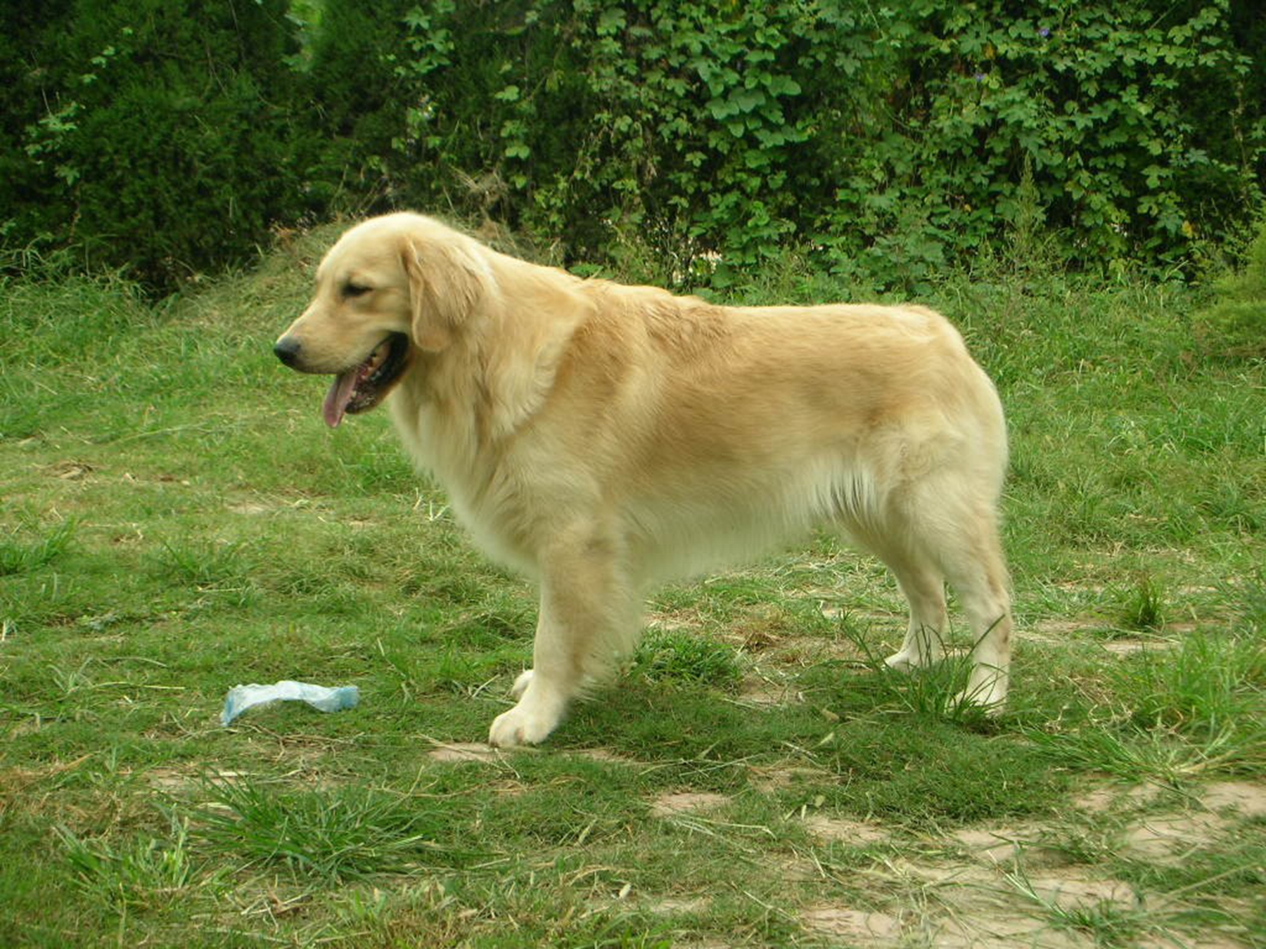 金毛肩高一般是多少?它们多大可以洗澡?