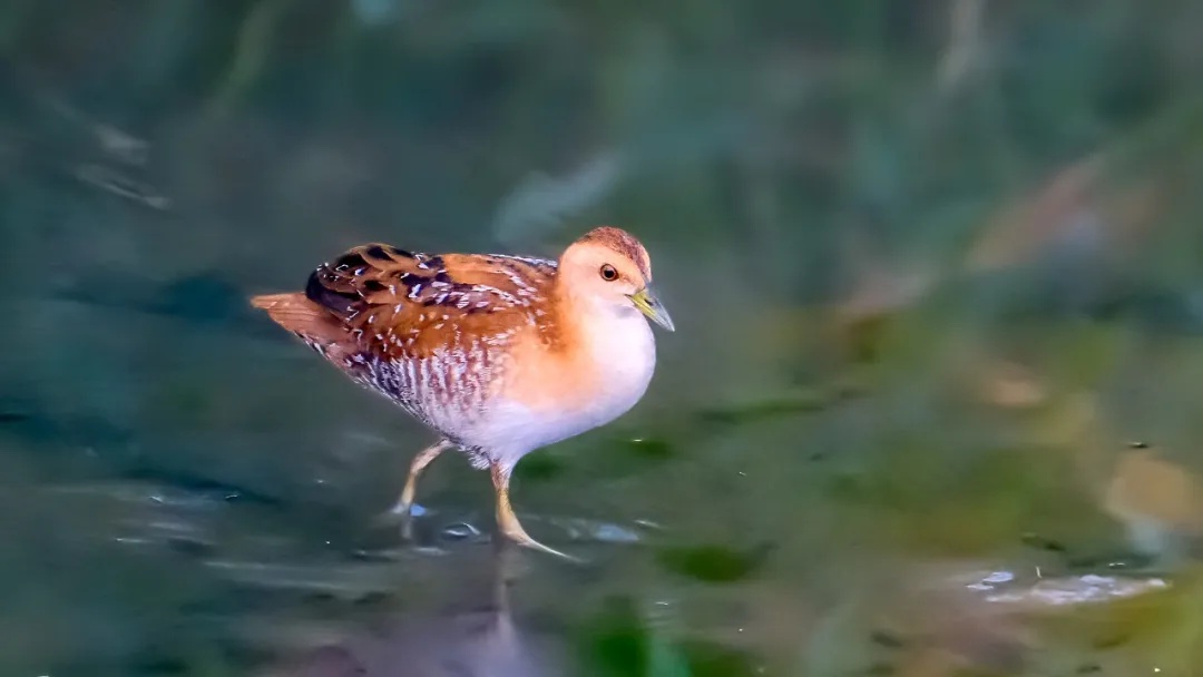 「山西鸟类图鉴」|小田鸡