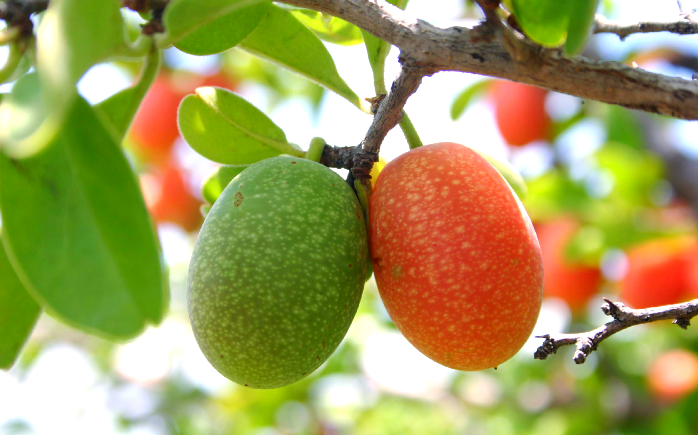 这种水果在非洲的赞比亚和津巴布韦等国家广泛分布,其学名是ximenia