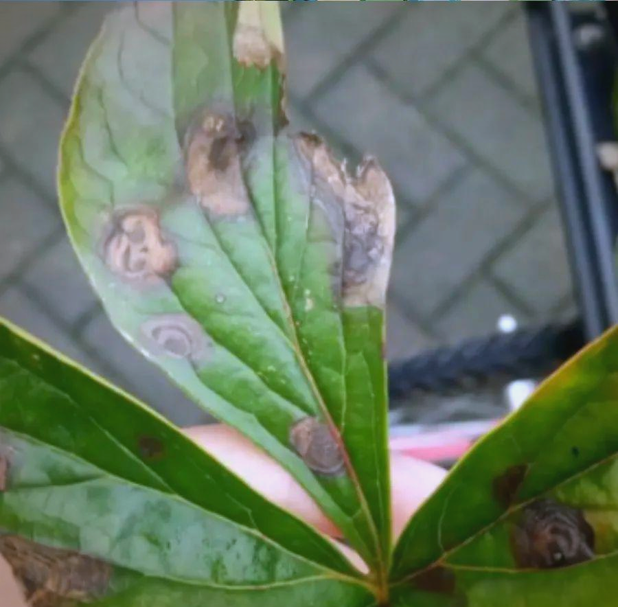 红牡丹育植指南:预防与处理"黑斑病",打造繁花似锦的花园