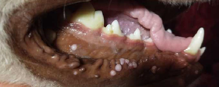 狗狗嘴里长菜花瘤是什么原因