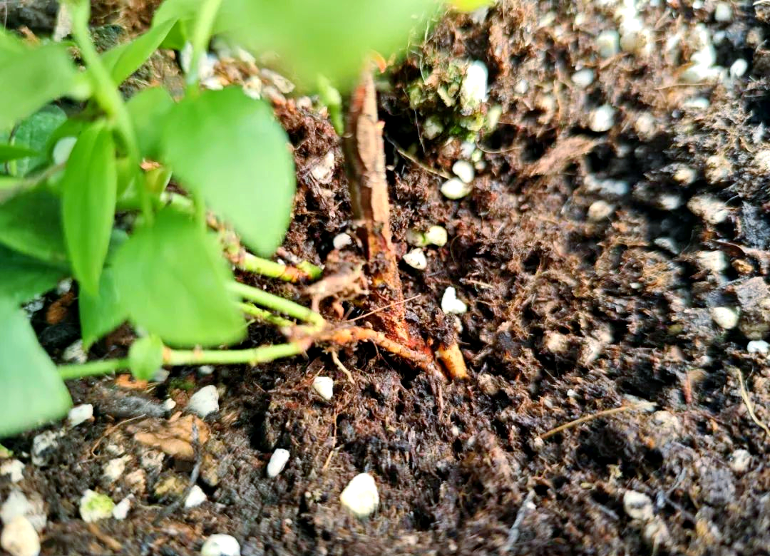 如何有效促进蓝莓根系的生长?