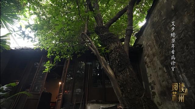 古树生生|仁心"仁树"