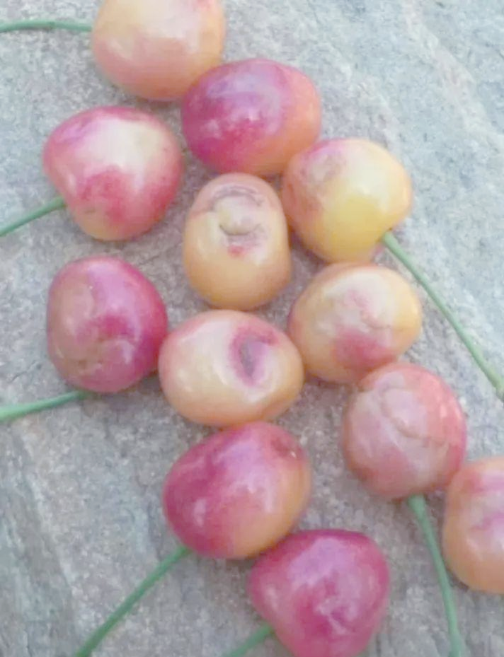 大樱桃果实表面坑洼不平及花脸病问题探讨