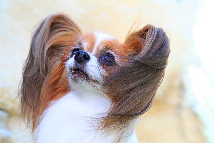 蝴蝶犬号称长毛版吉娃娃,最大爱好竟是翻垃圾桶?