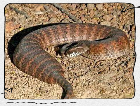 欣赏多种太攀蛇图片,探索"陆生第一毒蛇"的多样面貌